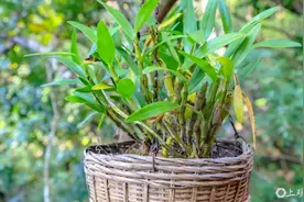 广南县：山村变“仙境”，“仙草”富一方图片