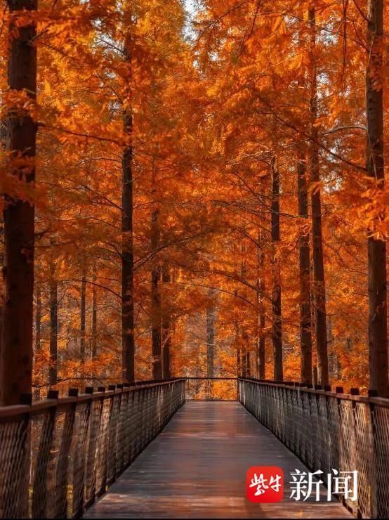 黄海森林：红杉入画来，赏景正当时