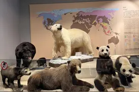 这种远古大熊看起来很萌，实际上……图片