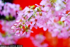 欢乐春节 畅享京城 | 春意浓！京城这些赏花好去处值得打卡图片