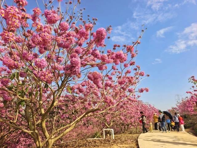 就现在，靓爆镜！免费赏！江门超浪漫粉色花海上新