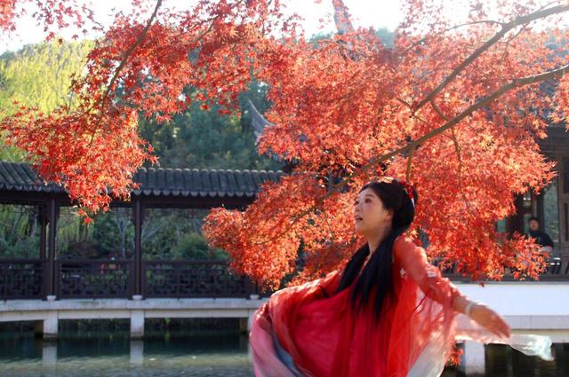 江苏苏州：虎丘“枫”景迷人