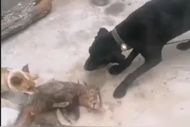 男子发视频“捕获猪獾让狗撕咬”，警方：构成非法狩猎罪，已移送起诉图片