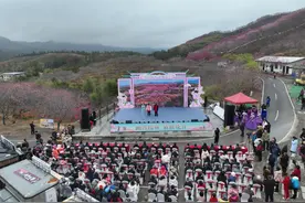 闽台樱缘 泉暖花开：2025年海峡两岸（清流）樱花文化季开幕图片