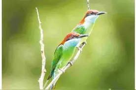 “最艳丽的杜鹃”现身河源九里湖图片