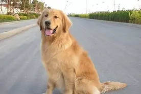 为什么“金毛”的弃养率这么高？网友：这几点太现实图片