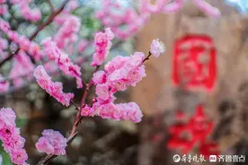 好景山东·青岛丨花海如潮，襟袖染香！青岛梅园百亩梅花盛放图片