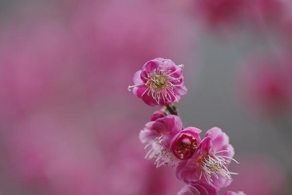 张家界国家森林公园：梅花次第开放 邂逅冬日“梅”好