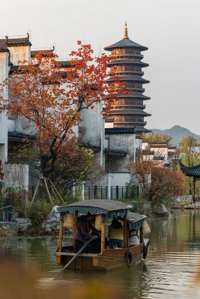 “好柿发生”～婺女洲的“柿”情画意你体验过吗？