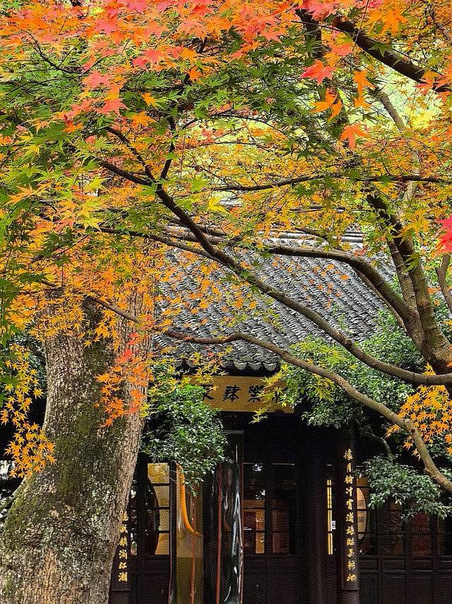 晚潮｜西湖赏枫人群中为何少了苏轼