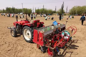 阿拉善春种启示：荒漠化土地上长出的节水小米│一线调研图片