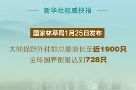 我国先后将12只圈养大熊猫放归自然 野外种群总量增长至近1900只图片