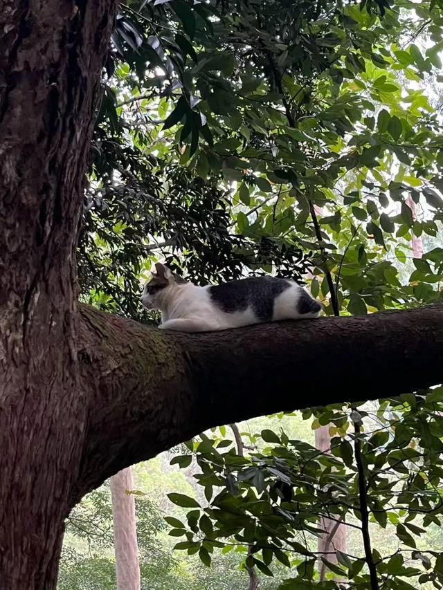 收藏这篇就够了！本地人私藏的广州逛吃指南