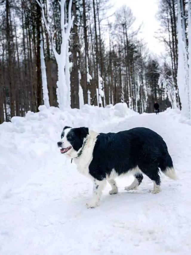 在嵩县找到了现实版「冰雪奇缘」！美到失语的白云山冬日