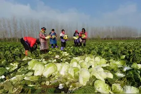 乡村女性话振兴 | 她们都在乡村忙活啥？为何这么起劲，这么自信？图片