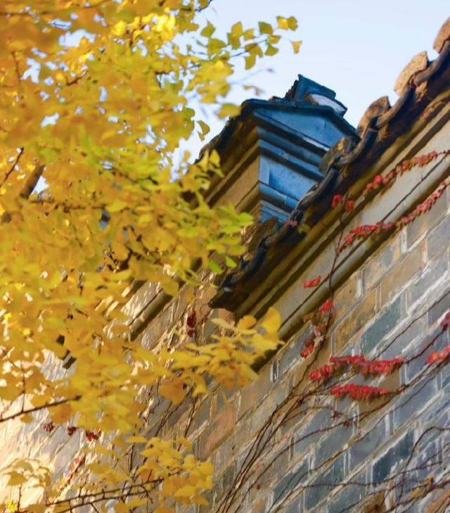 秦淮的银杏，悄悄黄了