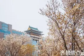 北京的春天：繁华都市中的盎然生机图片