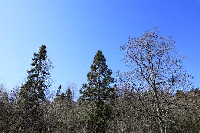 诗画冬日鹤峰：致敬冬日高山树木