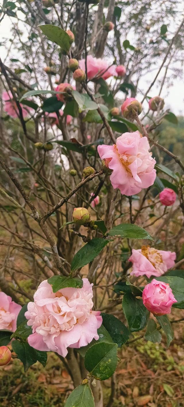 福利来袭！北部湾花卉公园赏花“免费”啦，摘莓赏花双重乐