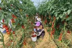 茅草村：“串串”番茄集中采摘，甜蜜上市图片