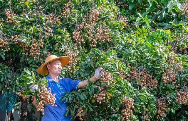 央视大片《珠江》里的花都⑤：山水滋养的田园至味