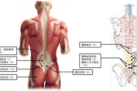 训练伤知识科普 | 腰腿疼痛？不用百度，自己来判断（上）图片