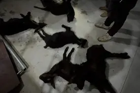 活羊灌食触目惊心 监管执法不能“放羊”图片