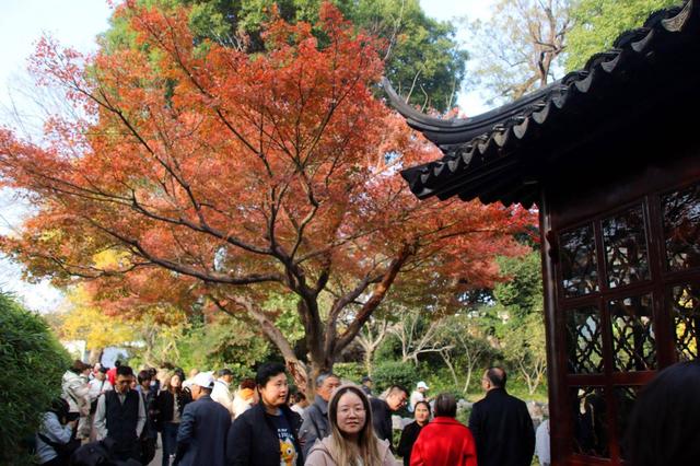 江苏苏州：拙政园“枫”景醉游人