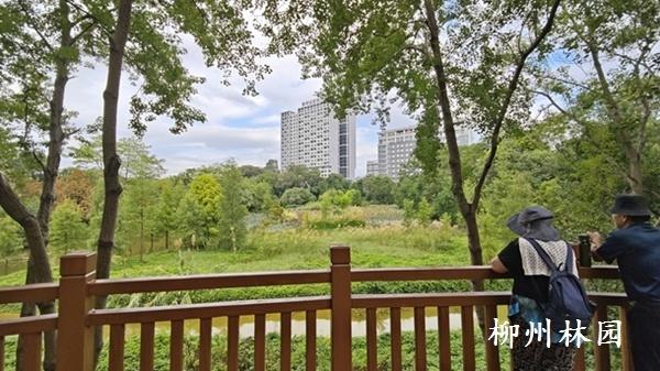 柳州市雀儿山公园观鸟平台焕新升级