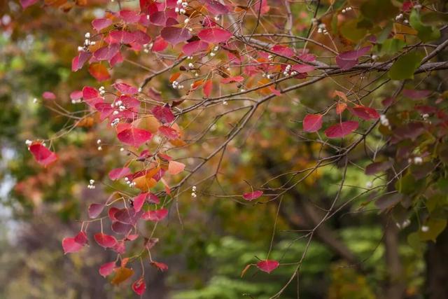 一大波美图袭来！长宁赏秋秘境藏不住啦～