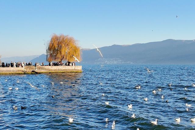 看日出、追红嘴鸥、拍婚纱……总要去一次大理龙龛码头吧！