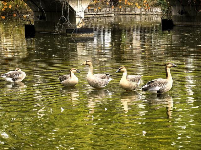 闯入秋日油画！紫玉公园红树林的天鹅舞会正在上演