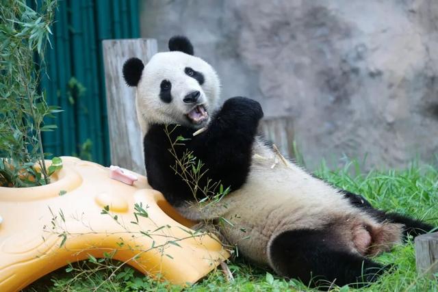 上野大熊猫百日庆邀你免费游园！