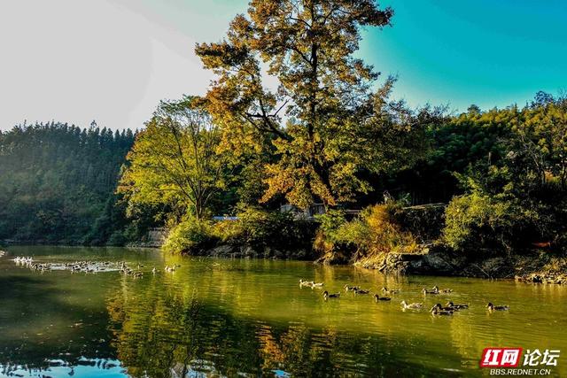 枫红时节，邂逅通道的诗意初冬
