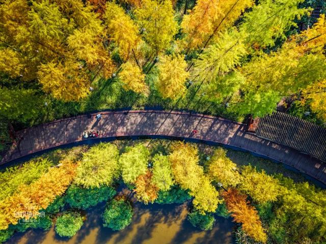 永川兴龙湖的水杉迎来最美的季节！