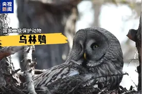 脑袋能旋转270度！分享一只圆头圆脸圆眼睛的“夜猫子”🦉图片