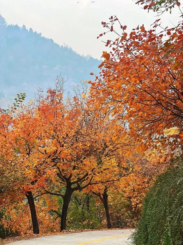 北京的秋天，邀请你坐会儿