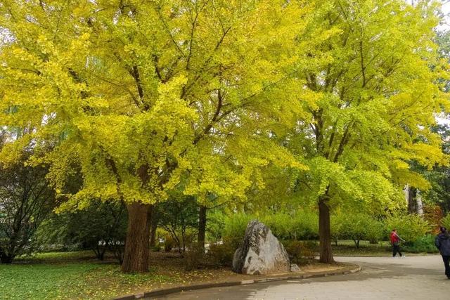 当立冬遇见金秋，北京动物园赏秋打卡攻略