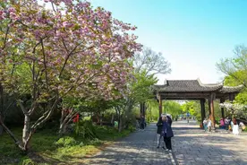 广富林文化遗址：晚樱盛开，续写春日美好图片