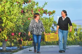 做大特色产业 生活红红火火 ——习近平总书记在天水市麦积区南山花牛苹果基地考察回访记图片