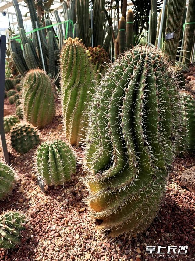 寒冬腊月依然根壮叶绿，省植物园沙生王国邀你来打卡｜组图