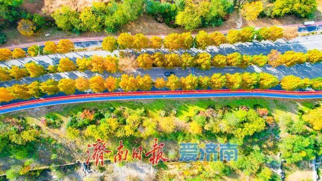 一年四季 泉在济南丨兴仲路林荫绿道初冬绘彩卷