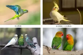 首都园林绿化审批便民利企服务站丨政务服务高频问题解答——关于“中国野生动物管理专用标识”图片