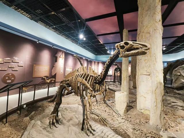 从化石标本到文旅名片，地质遗产活化的“郧阳答案”