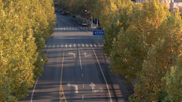 别眨眼！罗店马路秋色，一街一帧画正在限时上映