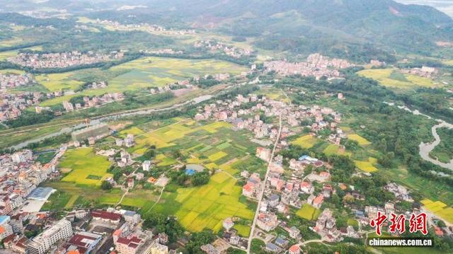广西苍梧水稻迎收获期 田园风光无限