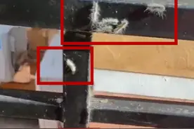 头皮发麻！大连一小区栏杆上出现白色的毛毛虫……图片