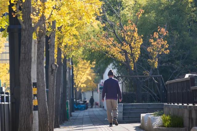 长宁最全银杏打卡点来啦，还有“宁宁”的私藏点位哦～【看“宁”的】