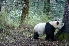 大熊猫国家公园，跨越十年的遇见图片