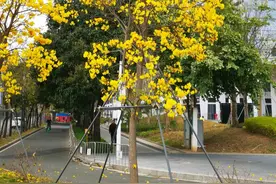 深圳龙岗观察 | 繁花为笔，绘就“品质”龙岗城市发展画卷图片